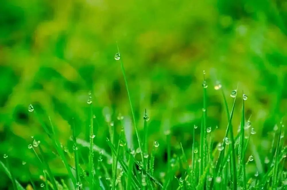 明日雨水 等一场春雨来