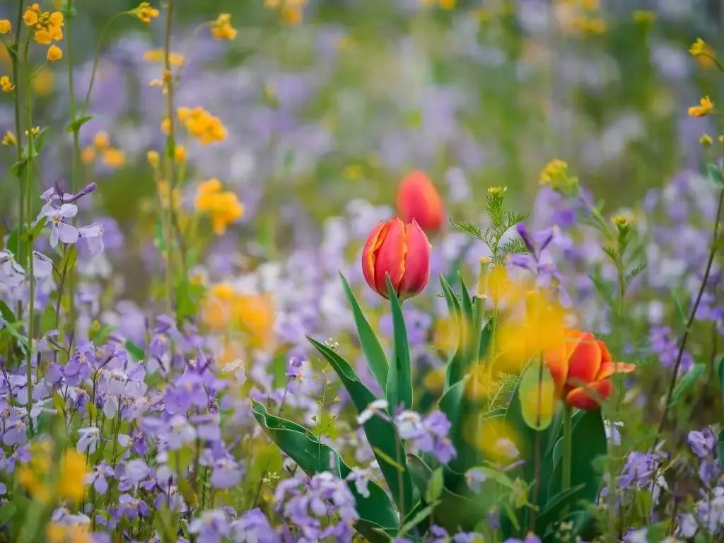 早听：八月——愿你微笑向暖，一路从容