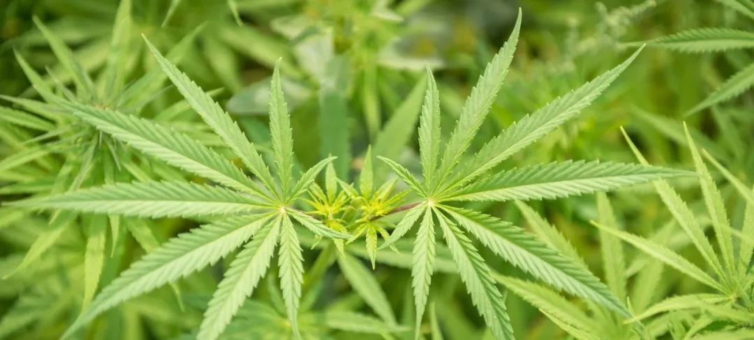 百因必有果,大麻护肤必须火! 百因必有果,大麻护肤必须火!
