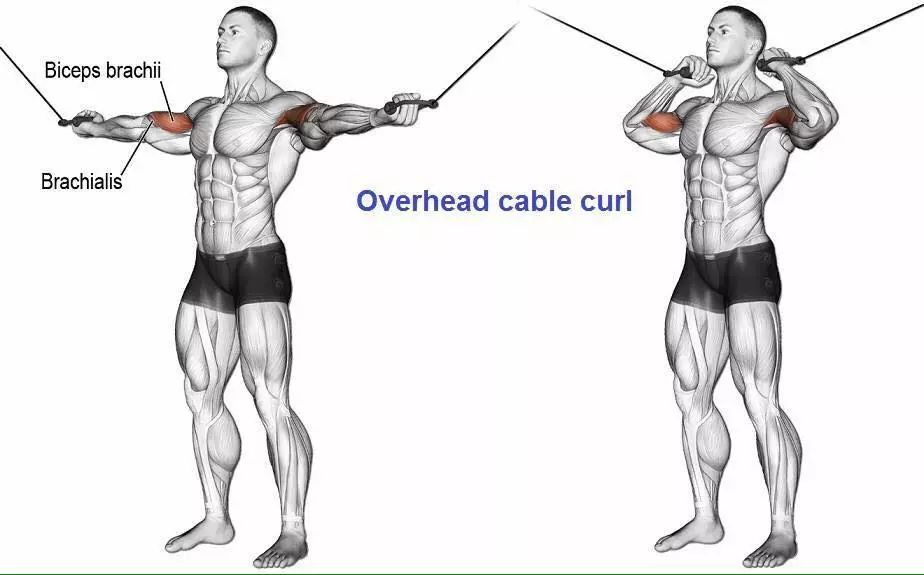 最全的肱二三头肌训练图解，漂亮手臂必备！