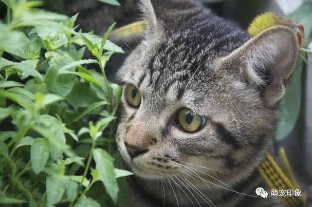 猫主子太淘气 铲屎官一怒之下朝它丢了根绳子 猫咪反应笑炸了 犬猫乐 微信公众号文章阅读 Wemp