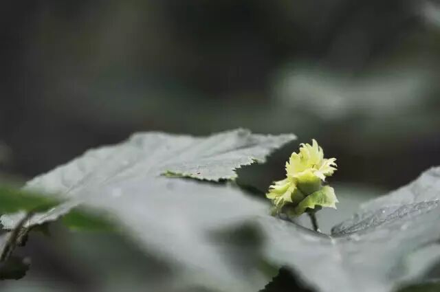 10月6日天秤星座花 小白菊 榛 Flowerlanguage花时间 微信公众号文章阅读 Wemp