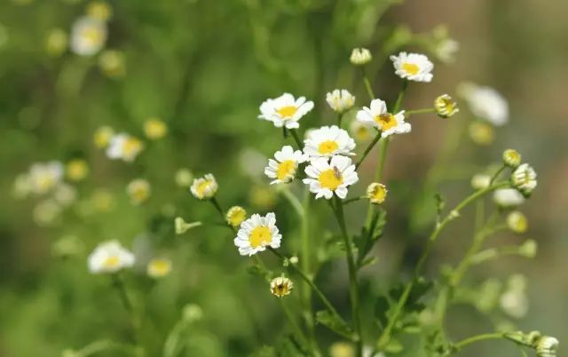 ダウンロード 花10 月 100 で最高の画像