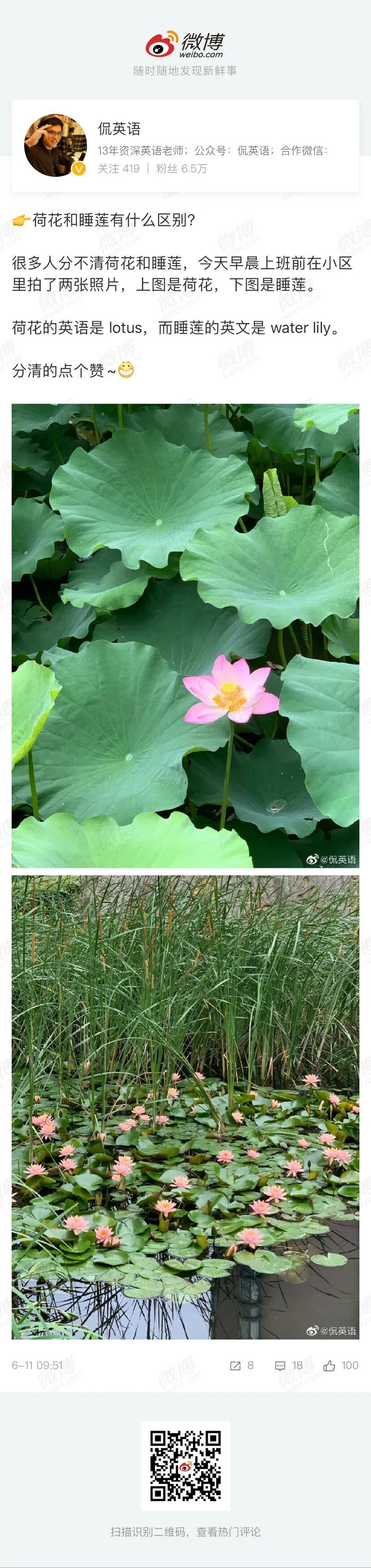 荷花 莲花傻傻分不清 英语不都是lotus 哦 侃英语 微信公众号文章阅读 Wemp