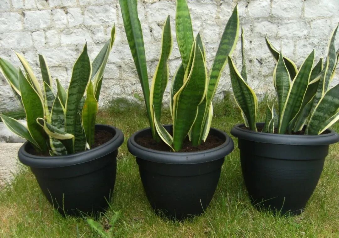 吃粽子英语_粽子用英语怎么讲_粽子的英语是