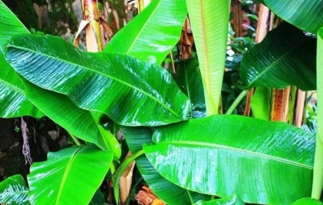 广东艾糍做法_艾糍作文500_艾糍