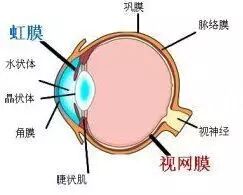 同仁眼科專家邱禮新 鞏膜外層炎 表層鞏膜炎 的中醫治療方法 同仁眼科基金會 微文庫