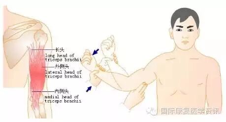 怎么评估病人肌力运动功能检查｜肌力评估_https://www.jmylbn.com_新闻资讯_第16张