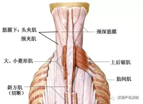 系统解剖 详细 背部相关肌肉高清彩图讲解 康复医学沙龙 微信公众号文章阅读 Wemp