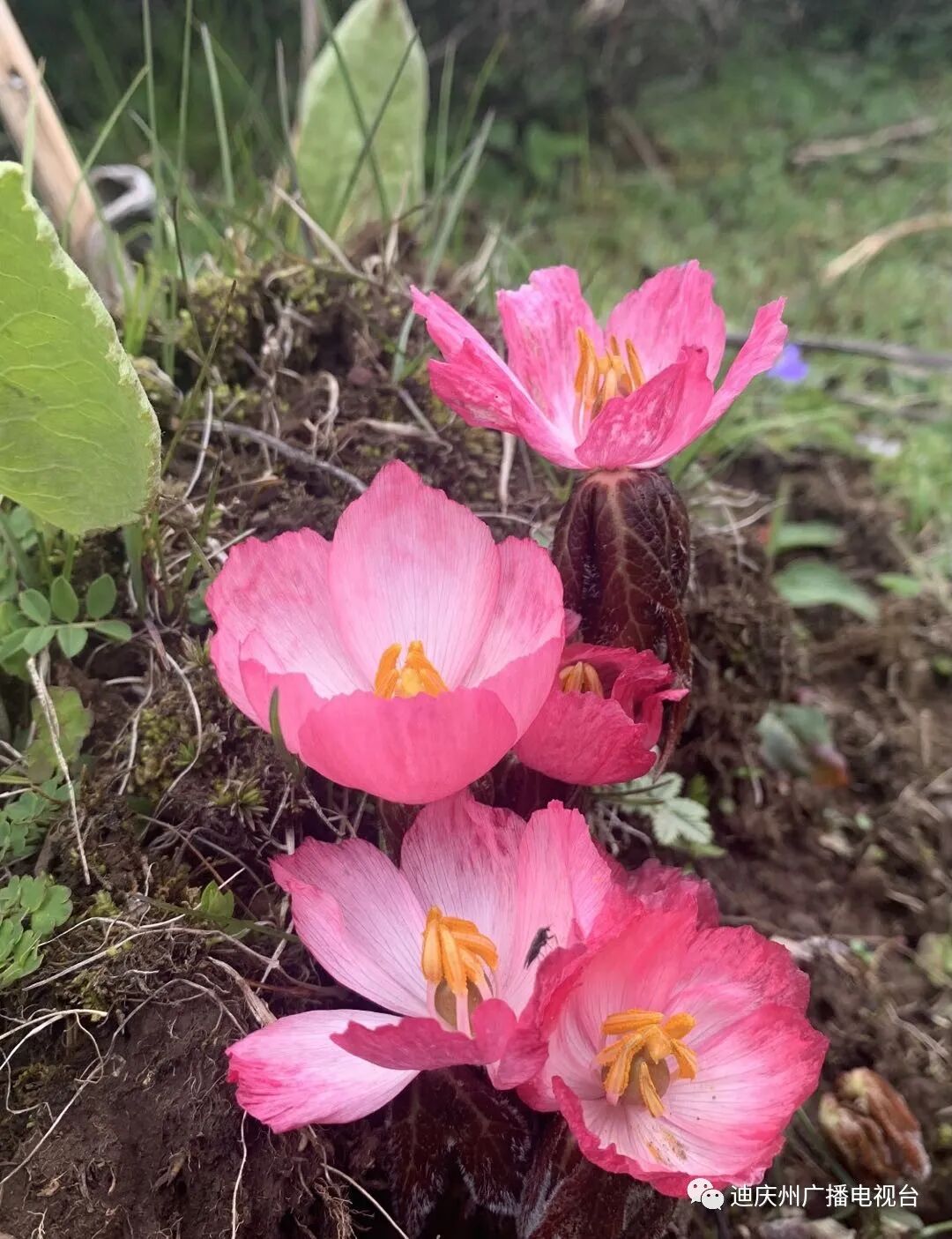 Cop15 高山峡谷间的 花仙子 桃儿七 视频 全网搜