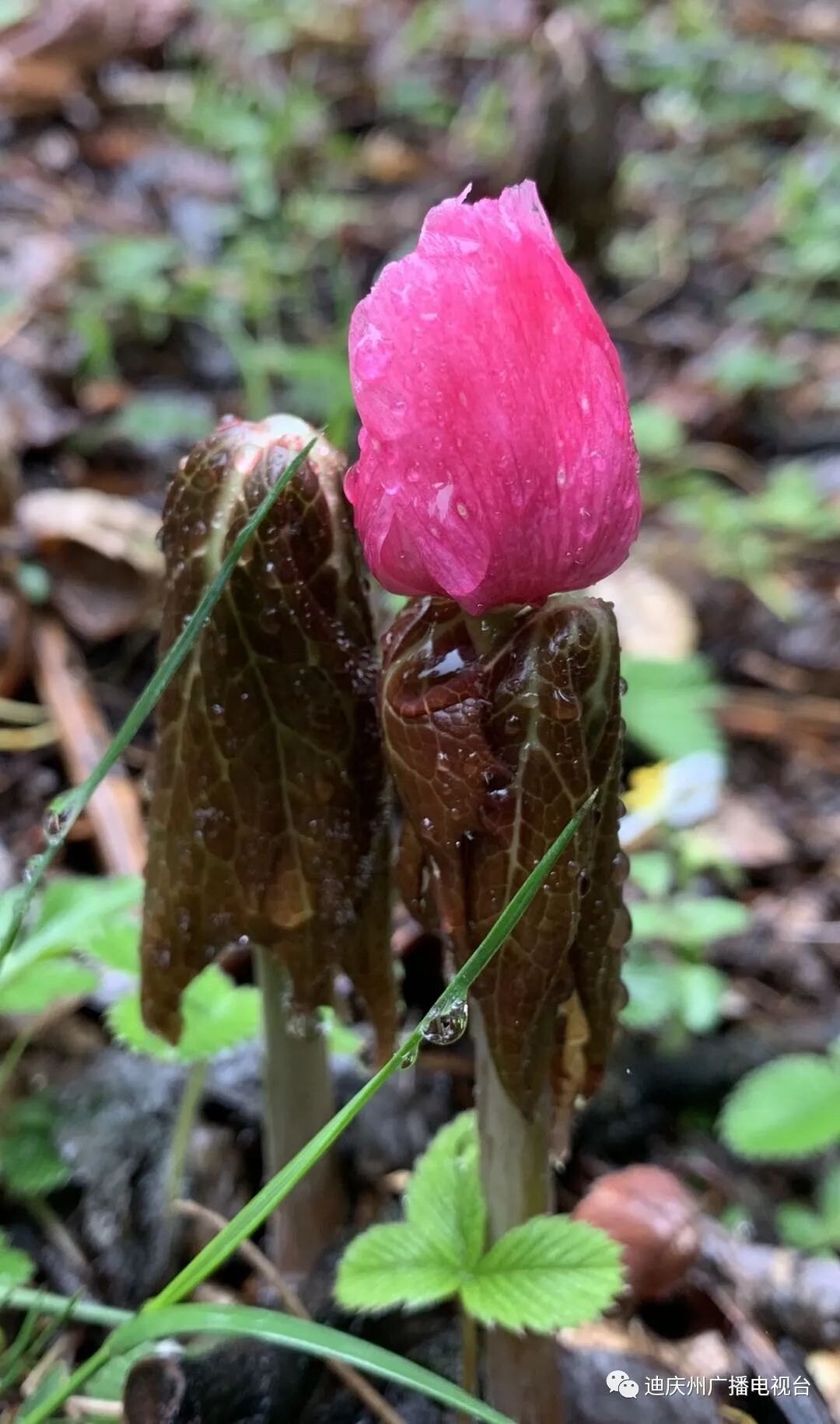 Cop15 高山峡谷间的 花仙子 桃儿七 视频 全网搜