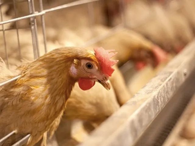 ���Է�����ʳ�ġ�����족�ʼ������óԲ��壬6�ֹ������ѡ~