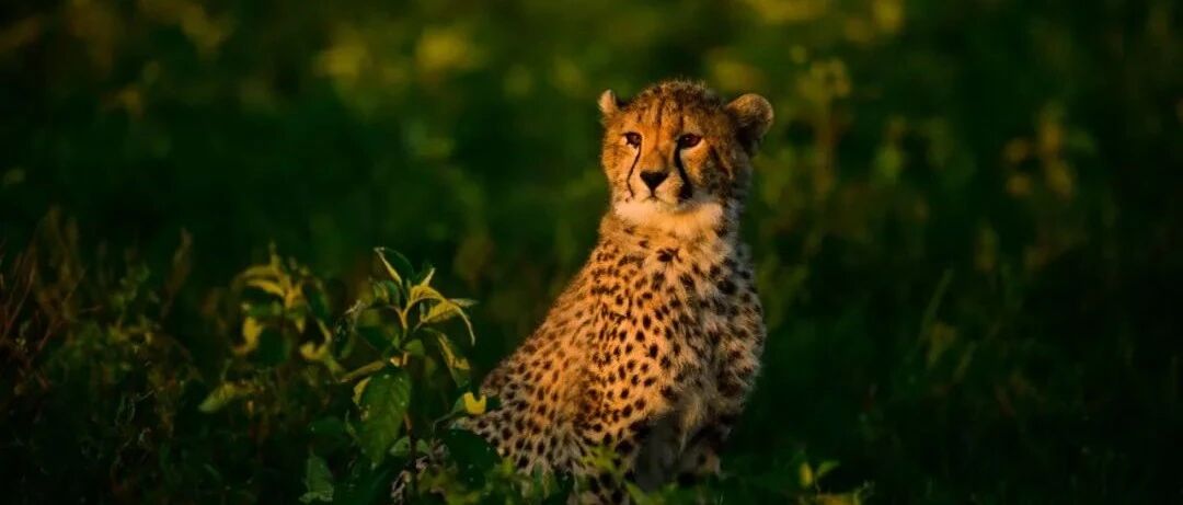 一万一晚的非洲酒店，能玩到什么？