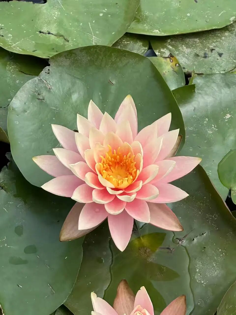 远方东东来集合