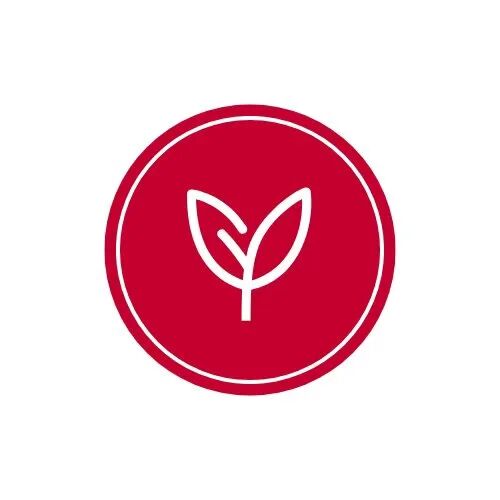 小石榴苗
