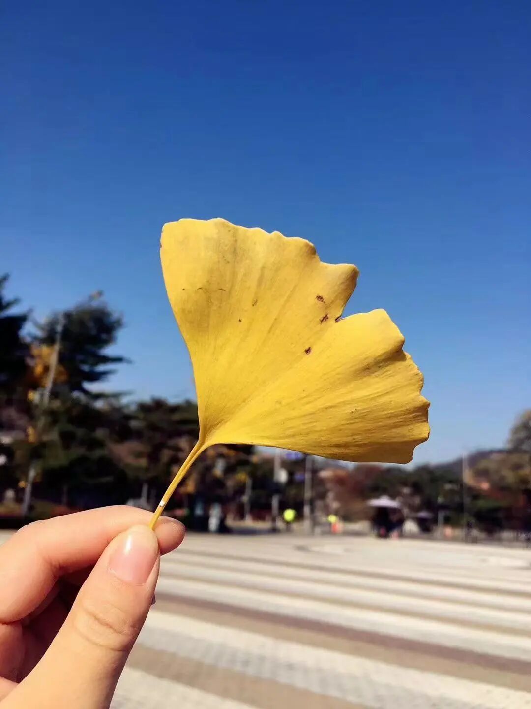 伊芙利特之祭小游戏