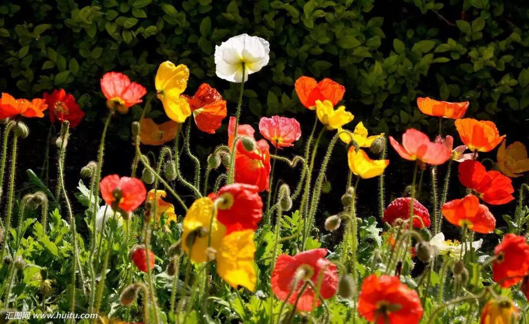碧血化为江边草 花开更比杜鹃红 虞美人 三生三世一草药 微信公众号文章阅读 Wemp