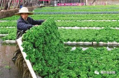 创业项目排行榜创业项目加盟店_宠物写真创业项目_小城市创业好项目自主创业