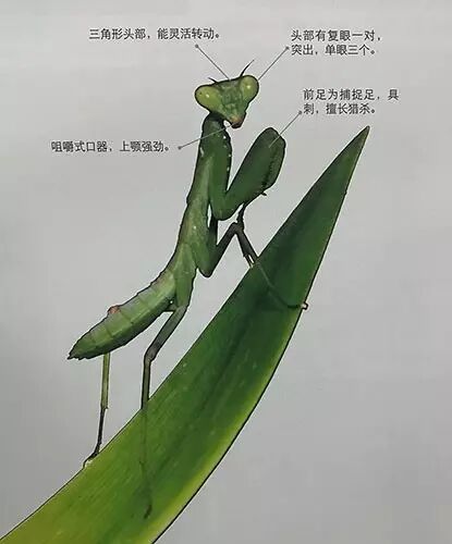 例如这张螳螂细节的介绍,让我们了解它的习性和捕猎方法等.