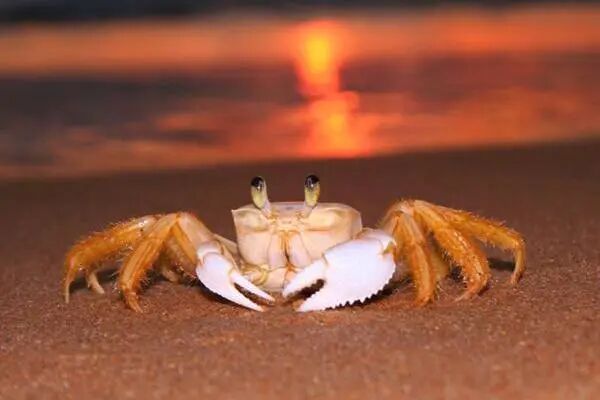 千库网-沙滩上的螃蟹_副本