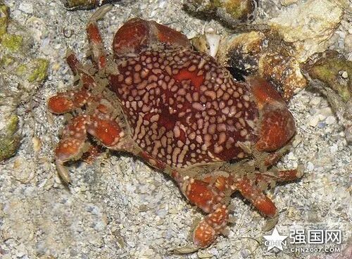 绣花脊熟若蟹(见水印)