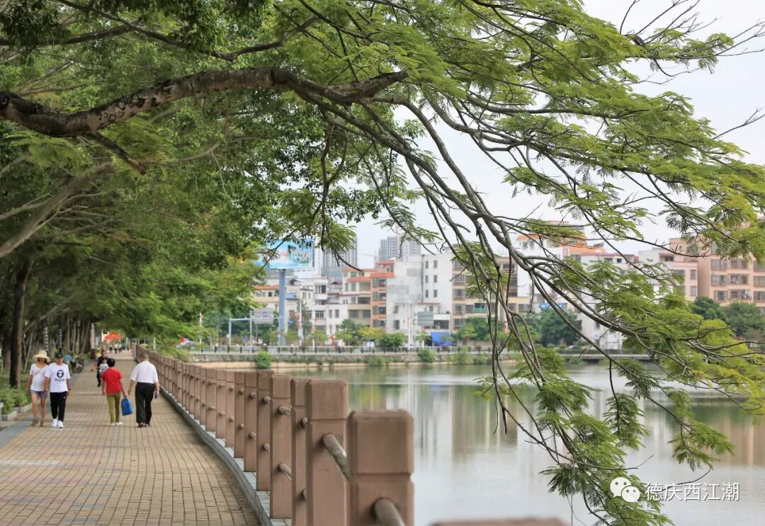 速看!德庆县龙湖公园生态优美成鸟类栖息天堂