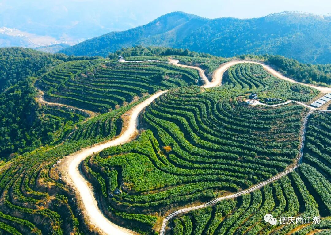 美炸了德庆大山里的樱花盛开春节一起走起