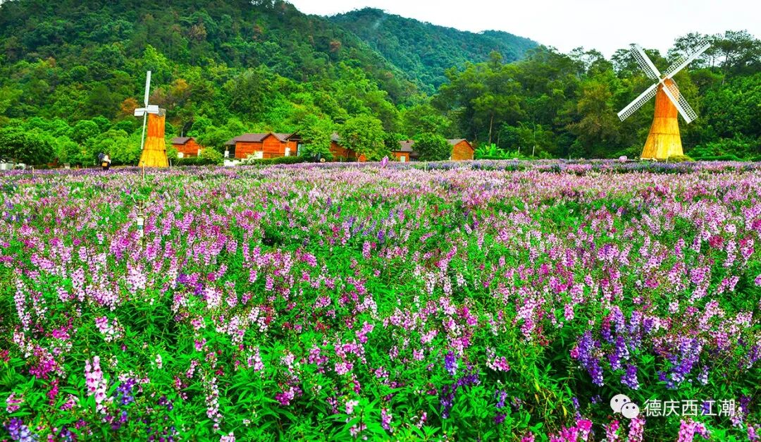盘龙峡薰衣草花海.来源:德庆在线 德庆西江潮 德庆发布
