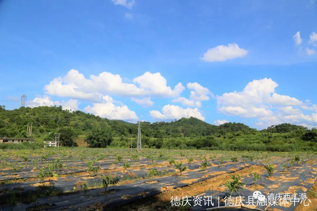 老区行|德庆县永丰镇:推动产业振兴 注入发展活力--肇房网