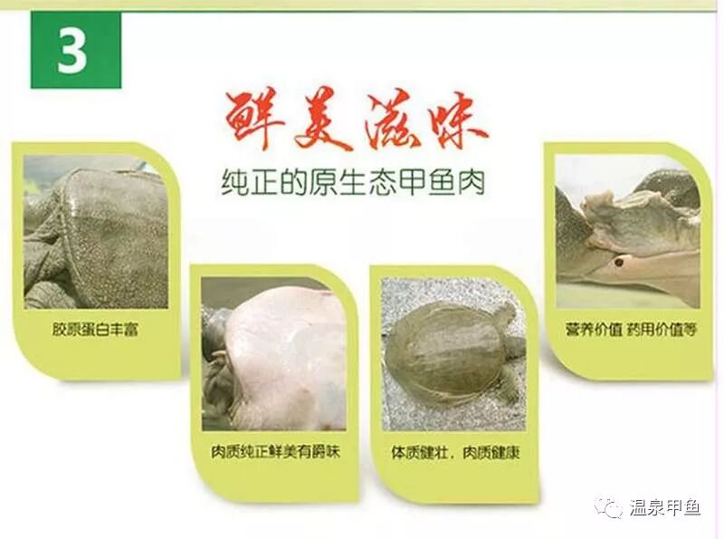 还能够起到滋阴清热,补肾健胃,滋肝益气,凉血养血等功效;而甲鱼壳更是