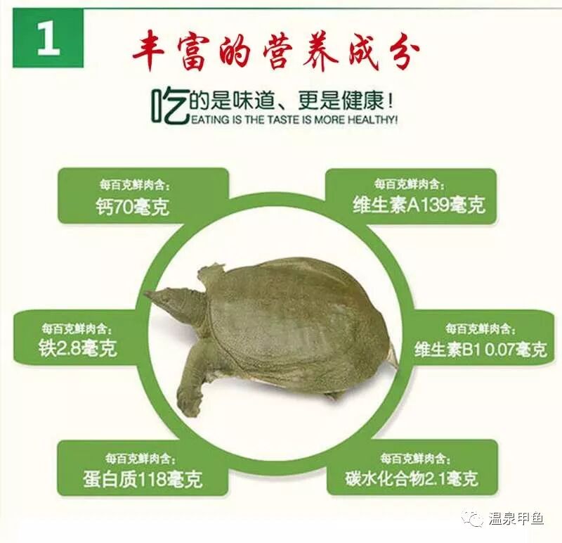 【养生美食】秋冬季为什么要吃甲鱼