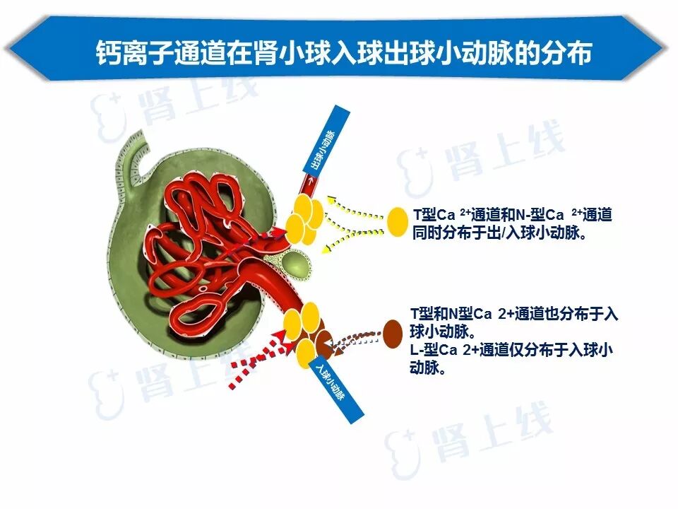 肾小球入球和出球小动脉均有t型通道分布,因此,不会引起类似于二氢