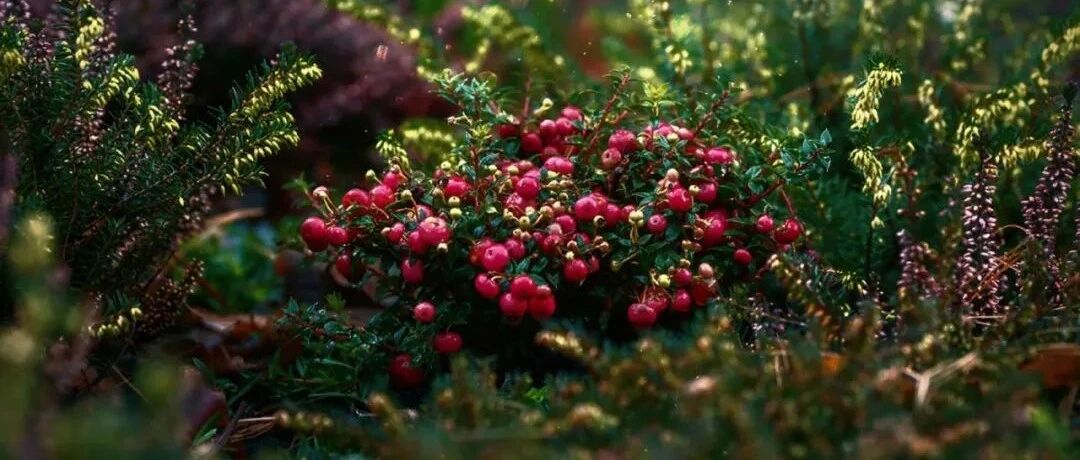 肾不好，怎么挑水果？看这篇文章就够了！