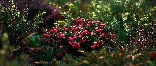 每天半斤鲜果，能延缓肾病进展！但这种吃水果的方式特别不推荐，快看看你也是吗？