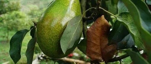 医生提醒：这些常见的秋季水果，肾衰竭和透析肾友乱吃真的很危险！快转告他们