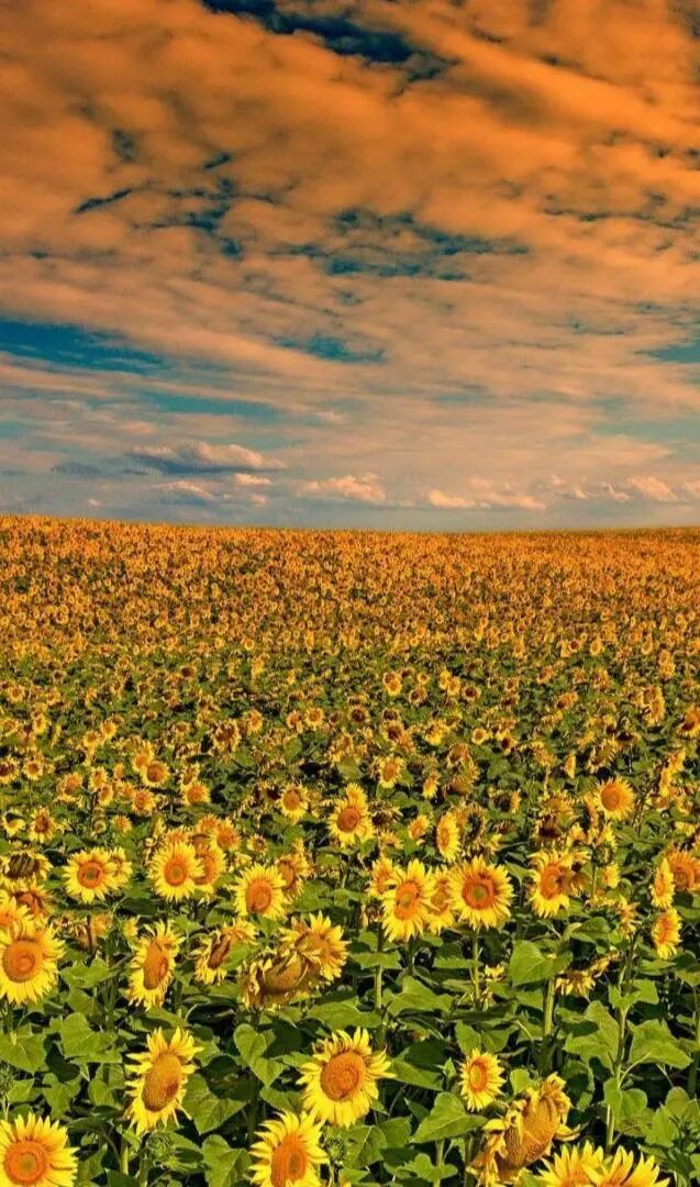 2,远离那些故意抹灭你自信让你变自卑的人,多去接触那些阳光爱笑充满