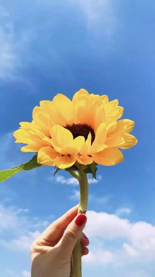 超有格调的朋友圈短句,激励人心,令人赞不绝口 - 【唯美的句子】