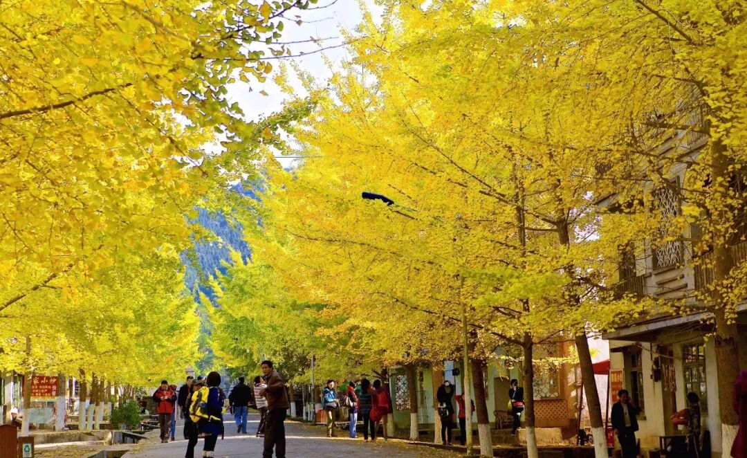 金秋十月震撼上映 银杏染秋 每一帧都是壁纸 中运客运滘口汽车站 微信公众号文章阅读 Wemp