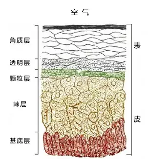去角质越多越有效? 去角质越多越有效?