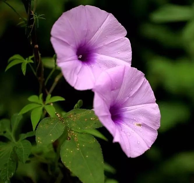 五爪金龙花 花景随然 微信公众号文章阅读 Wemp