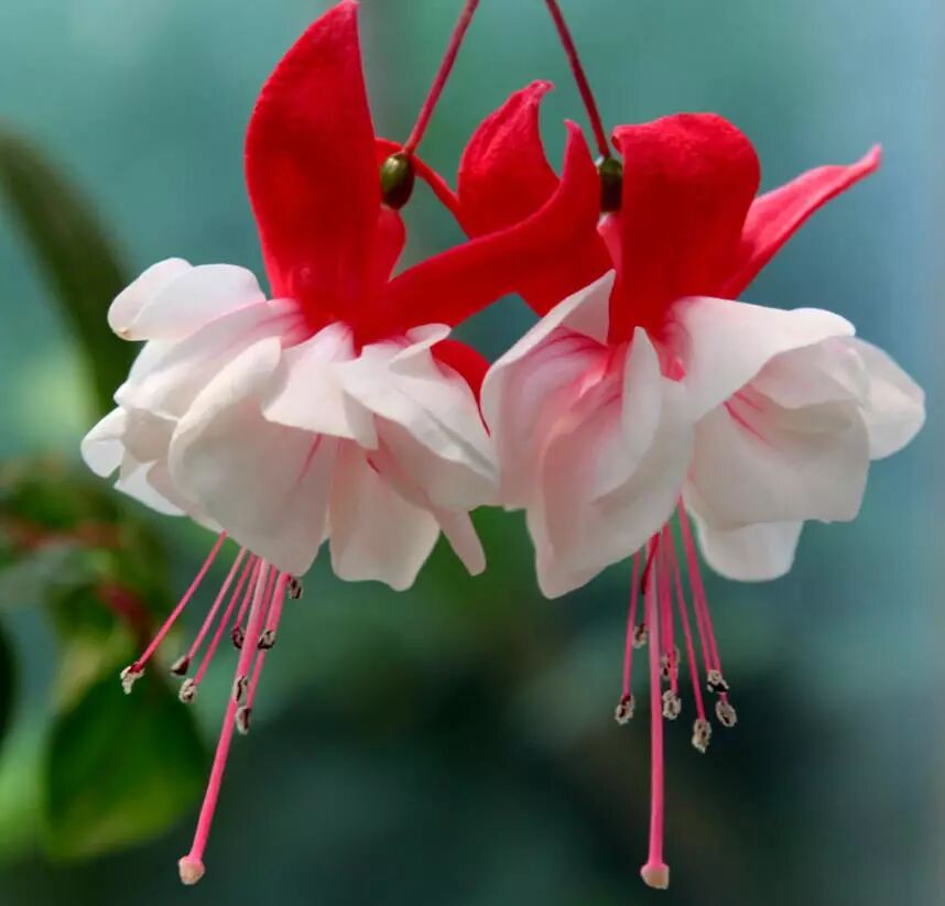 灯笼花