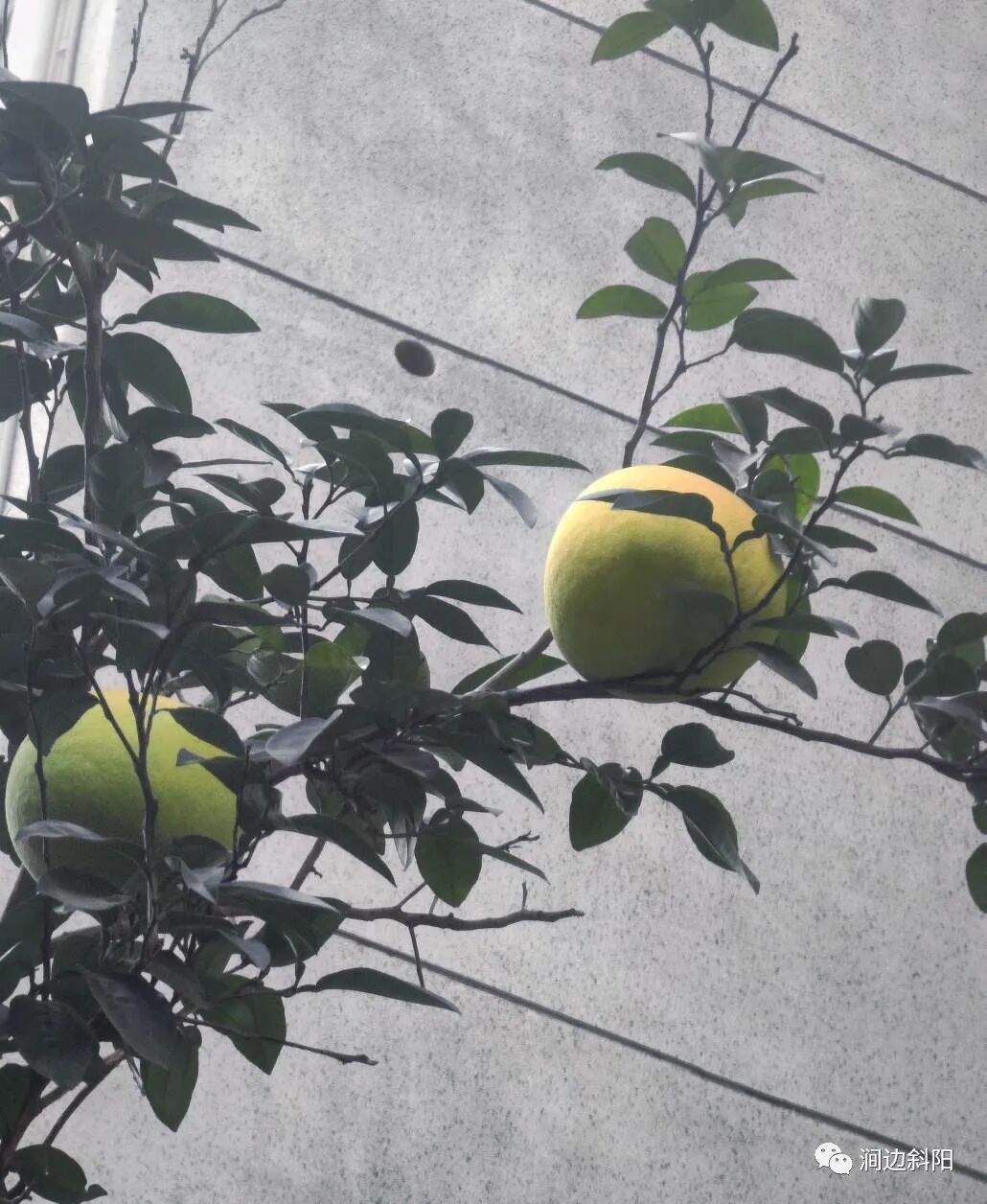 儿科感冒咳嗽常用中成药简介