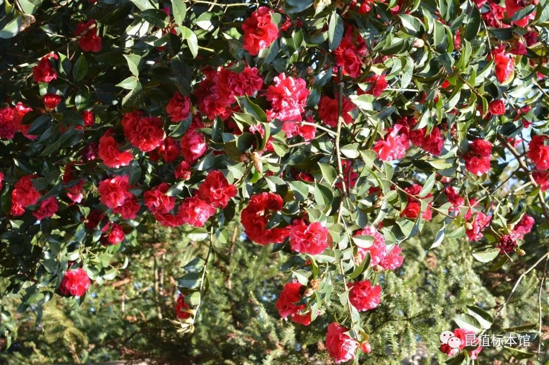 今日植物 云南八大名花 滇山茶 昆植标本馆 微信公众号文章 微小领