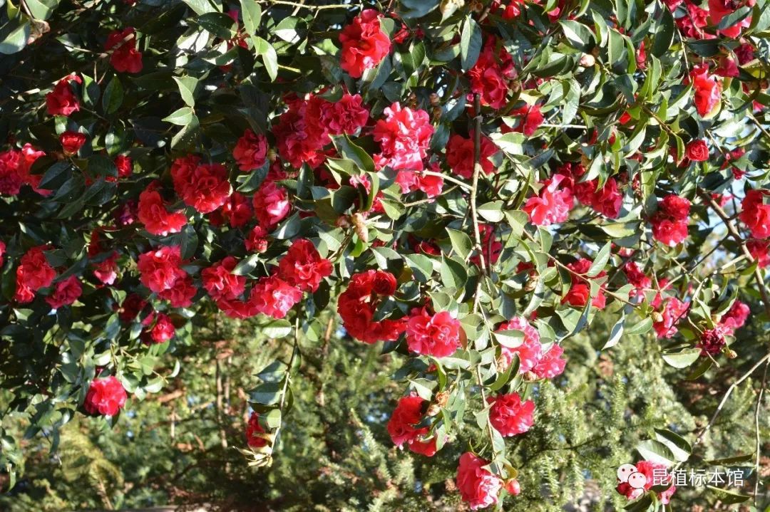 今日植物 云南八大名花 滇山茶 昆植标本馆 微信公众号文章 微小领