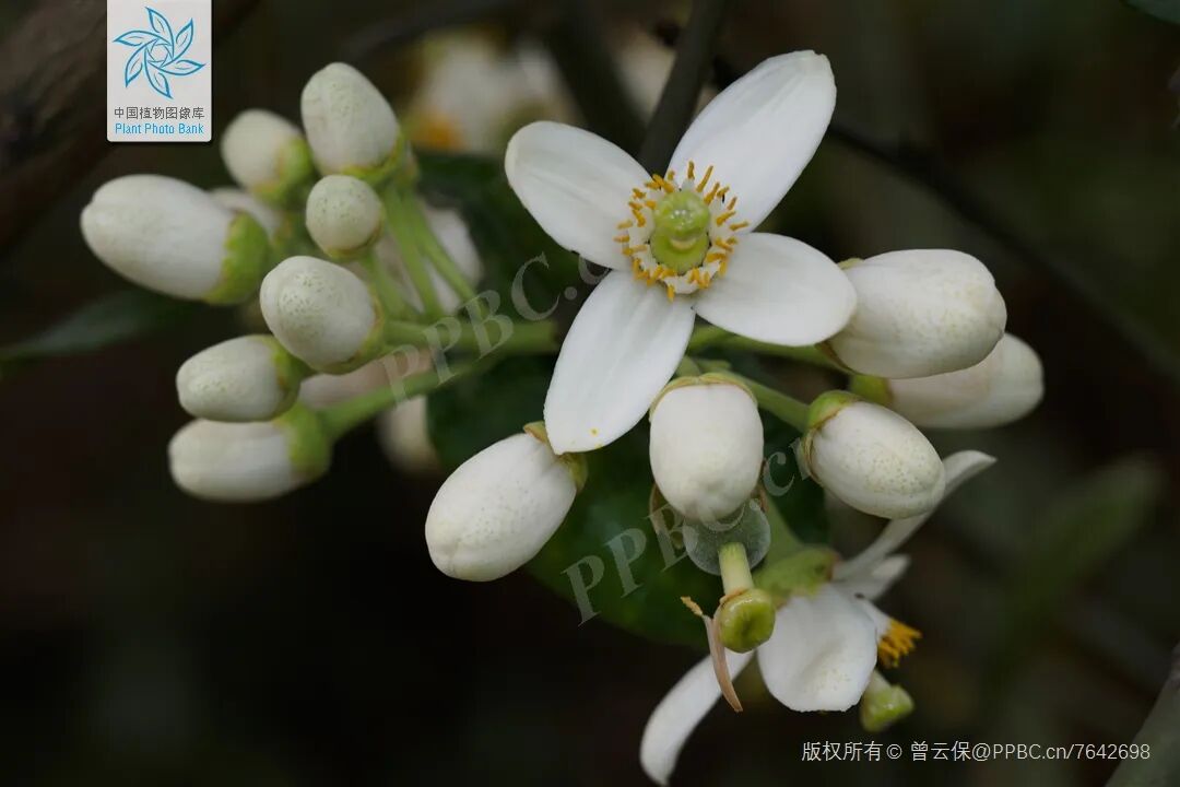 图文编辑|姚佳莹审核|罗倩审定|李娉婷 张秋镇