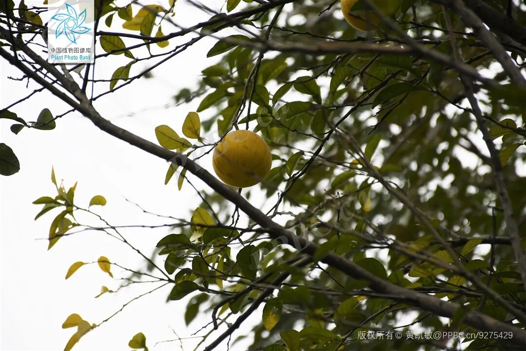 图文编辑|姚佳莹审核|罗倩