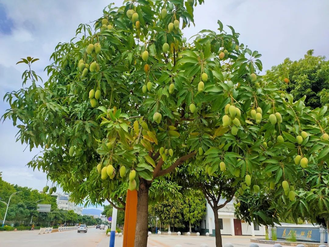 粉的果实金黄色小花的芒果树原本还只是开着不久前六月的宾川骄阳似火