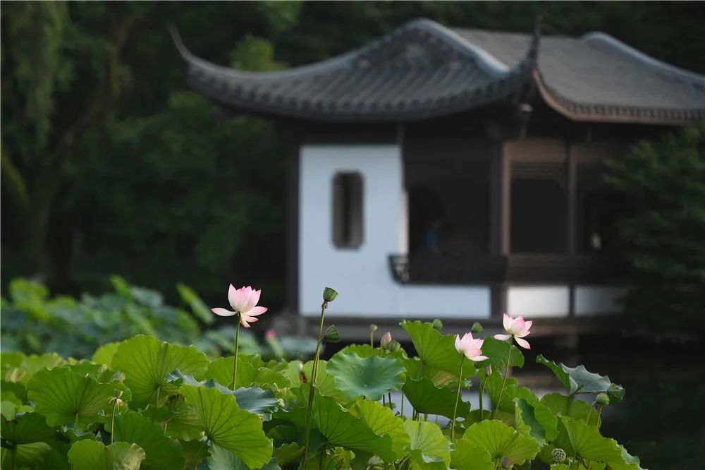 錢塘今朝更繁華——新華社發文介紹高水平小康的「杭州答卷」 旅遊 第2張