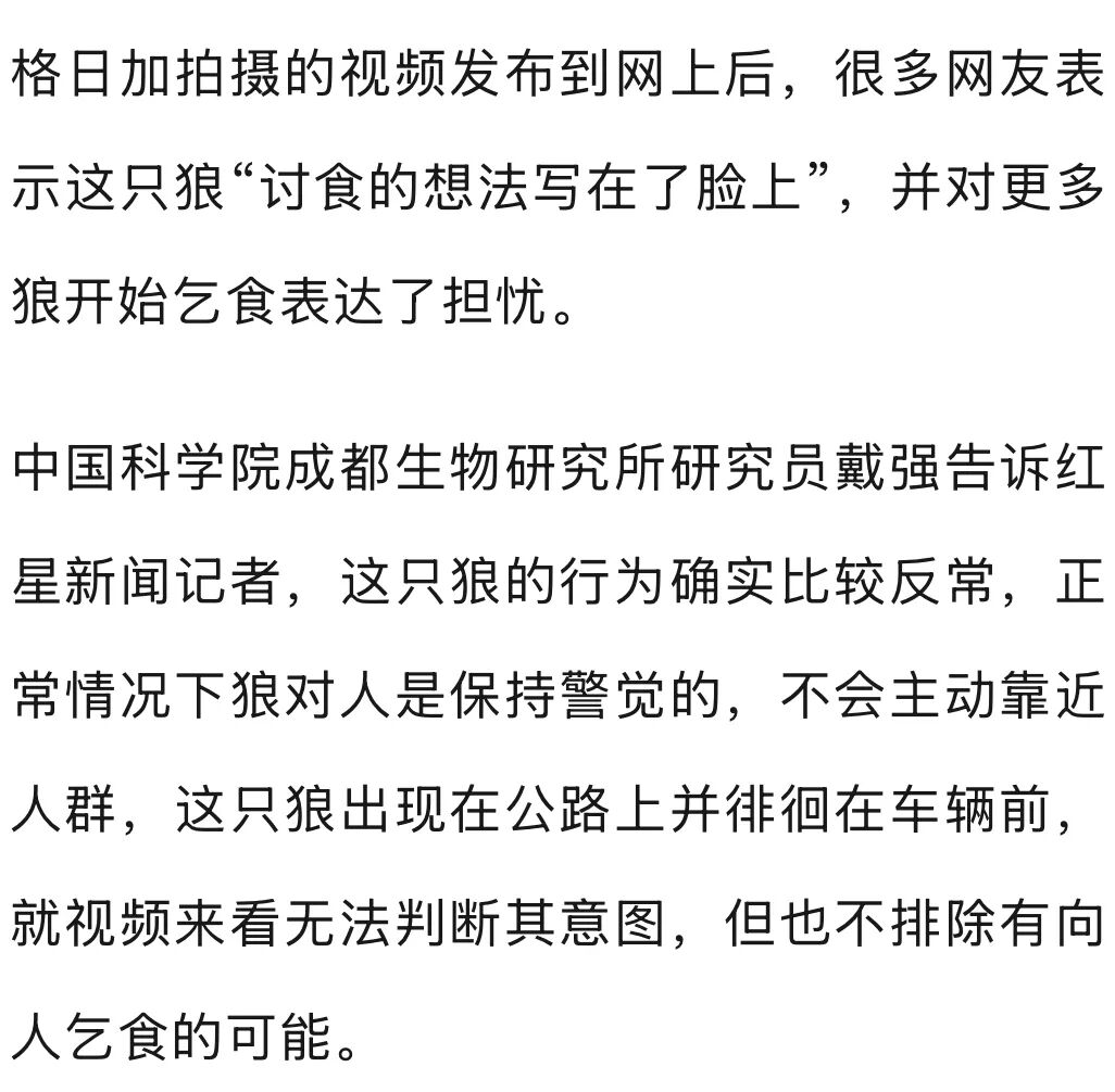 开车偶遇野狼并对视