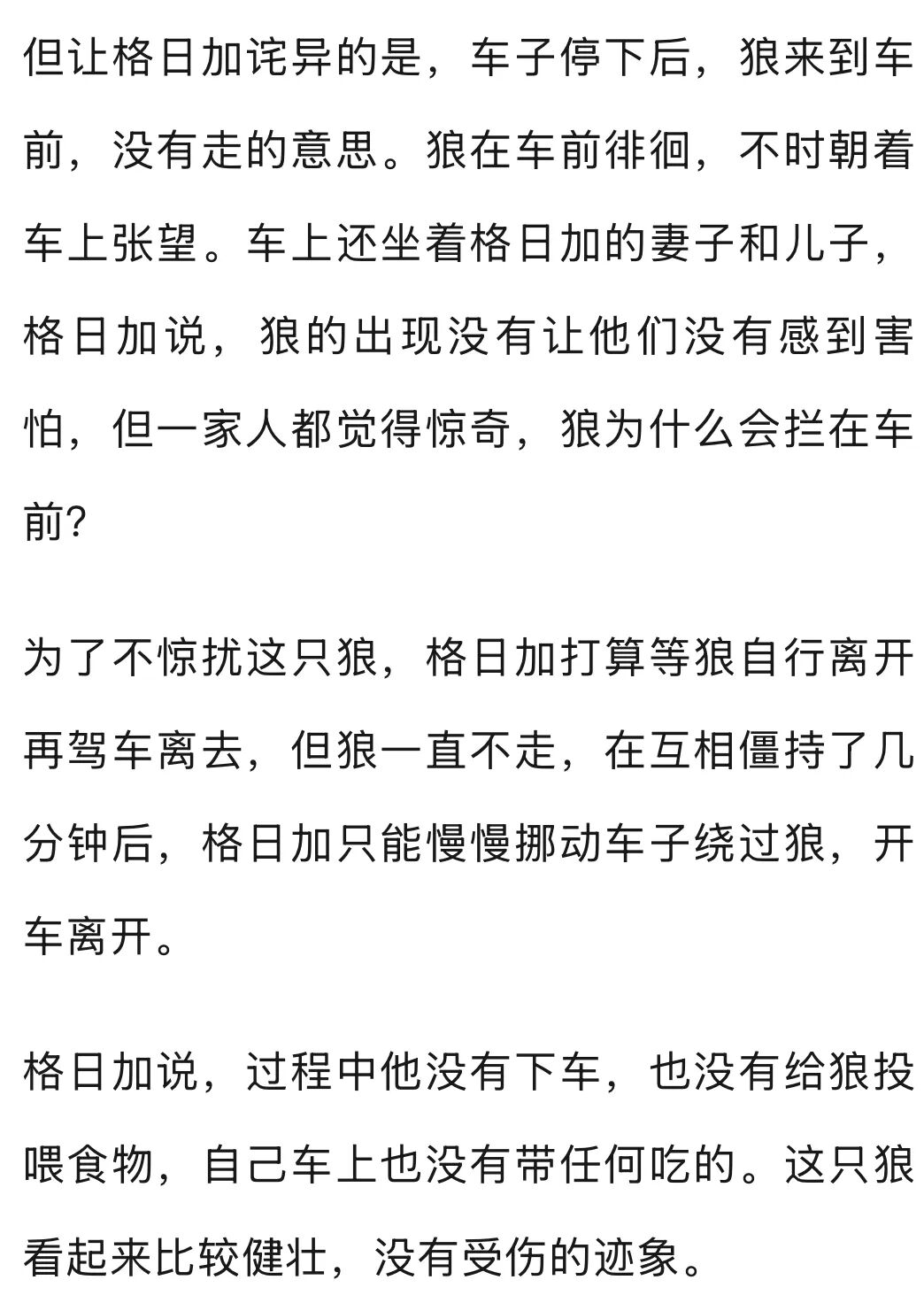 开车偶遇野狼并对视